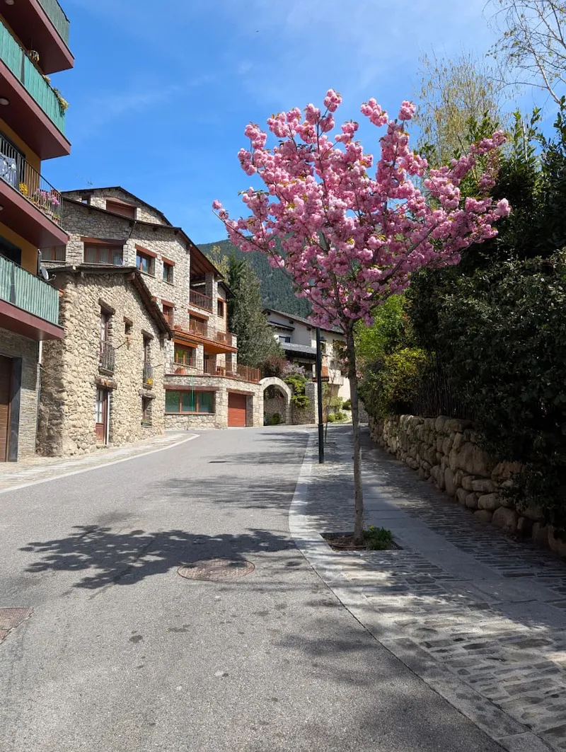 Carrer d'un poble d'Andorra amb un cirerer florit, entorn dels serveis particulars